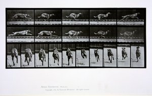 Galgo corriendo, placa 708 de 
